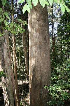 Image of Eucalyptus oreades F. Müll. ex R. T. Baker