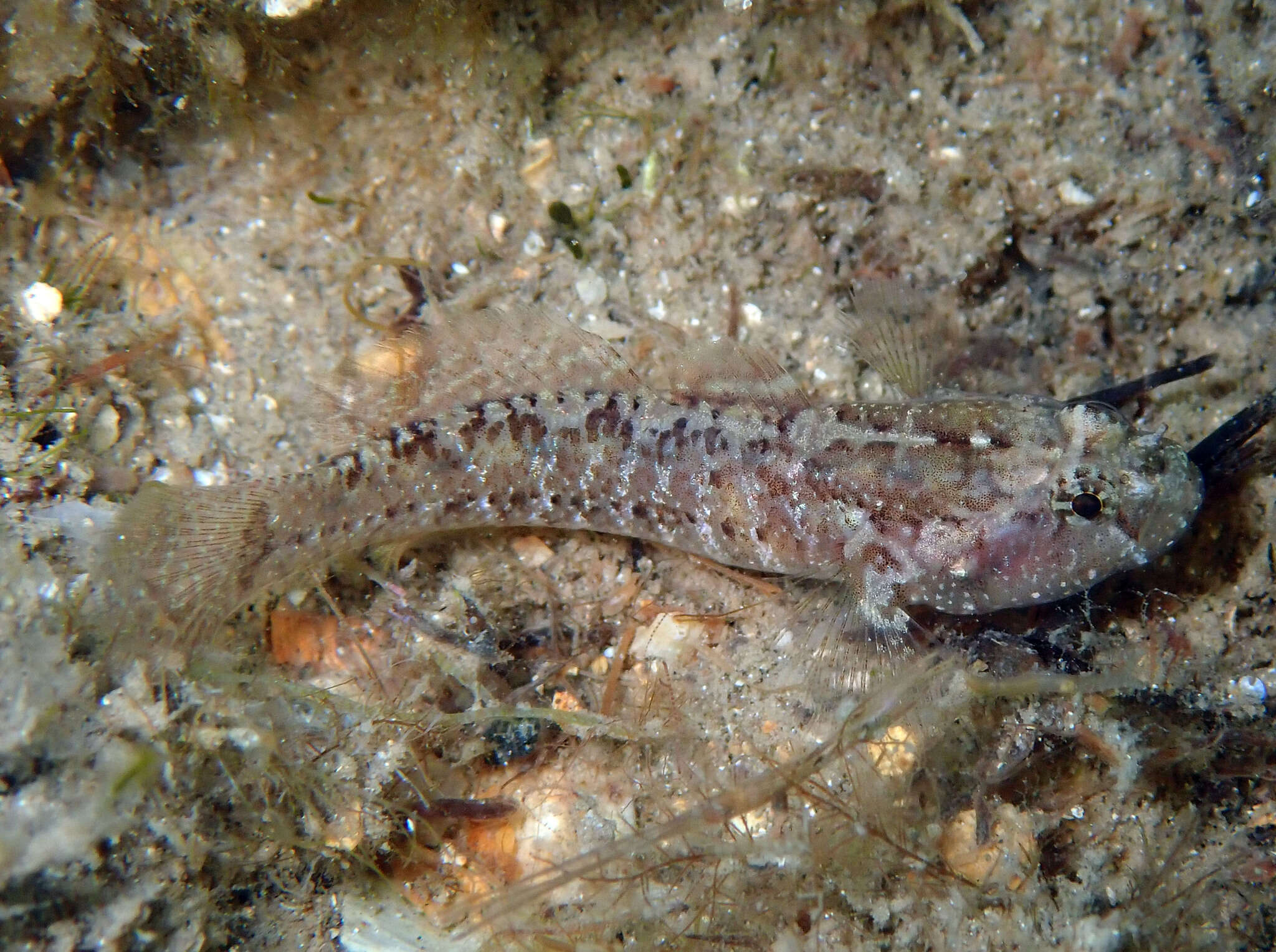 Image of Large-headed goby