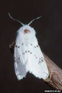 صورة Hyphantria Harris 1841