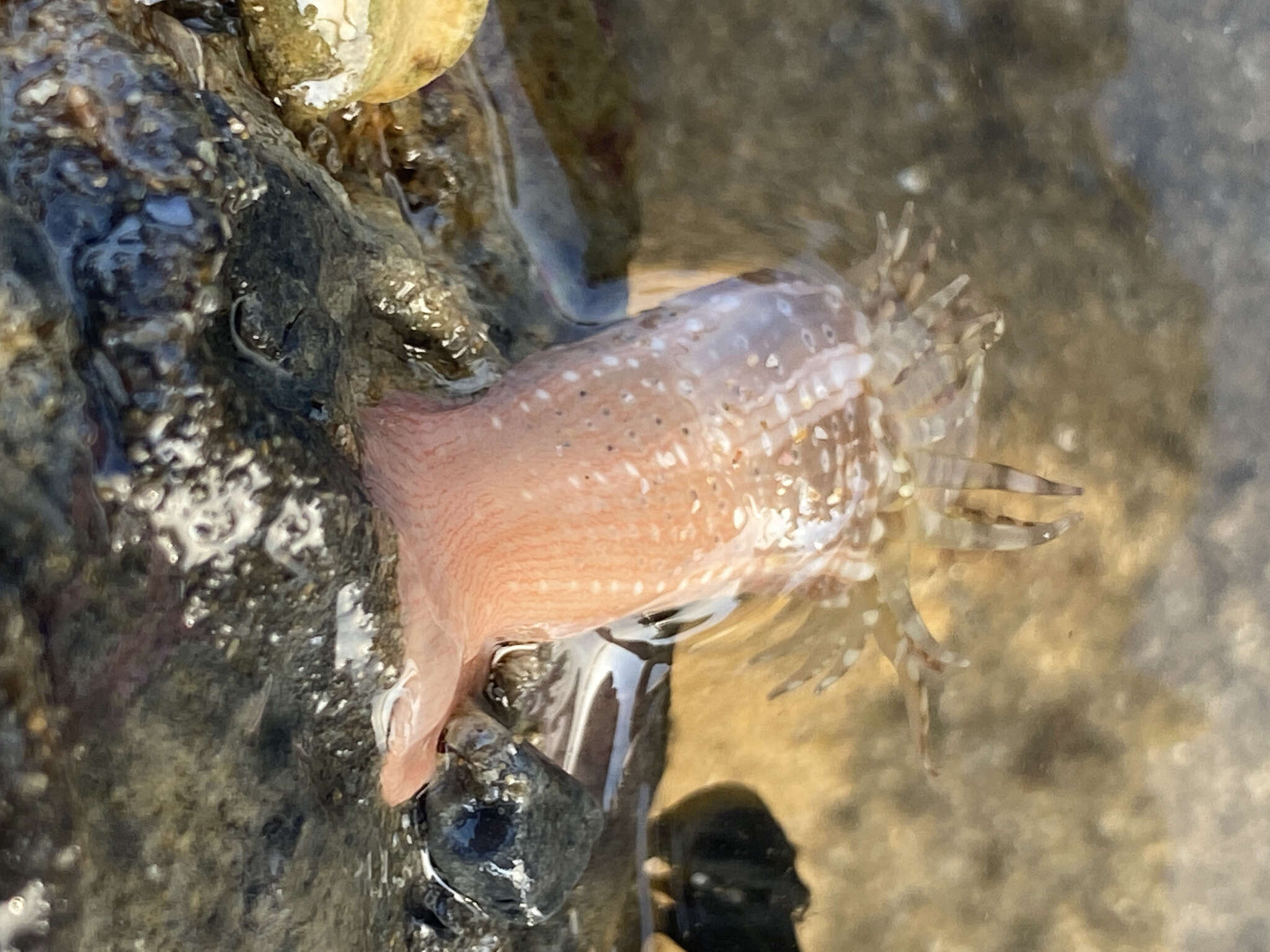 Image of gem anemone