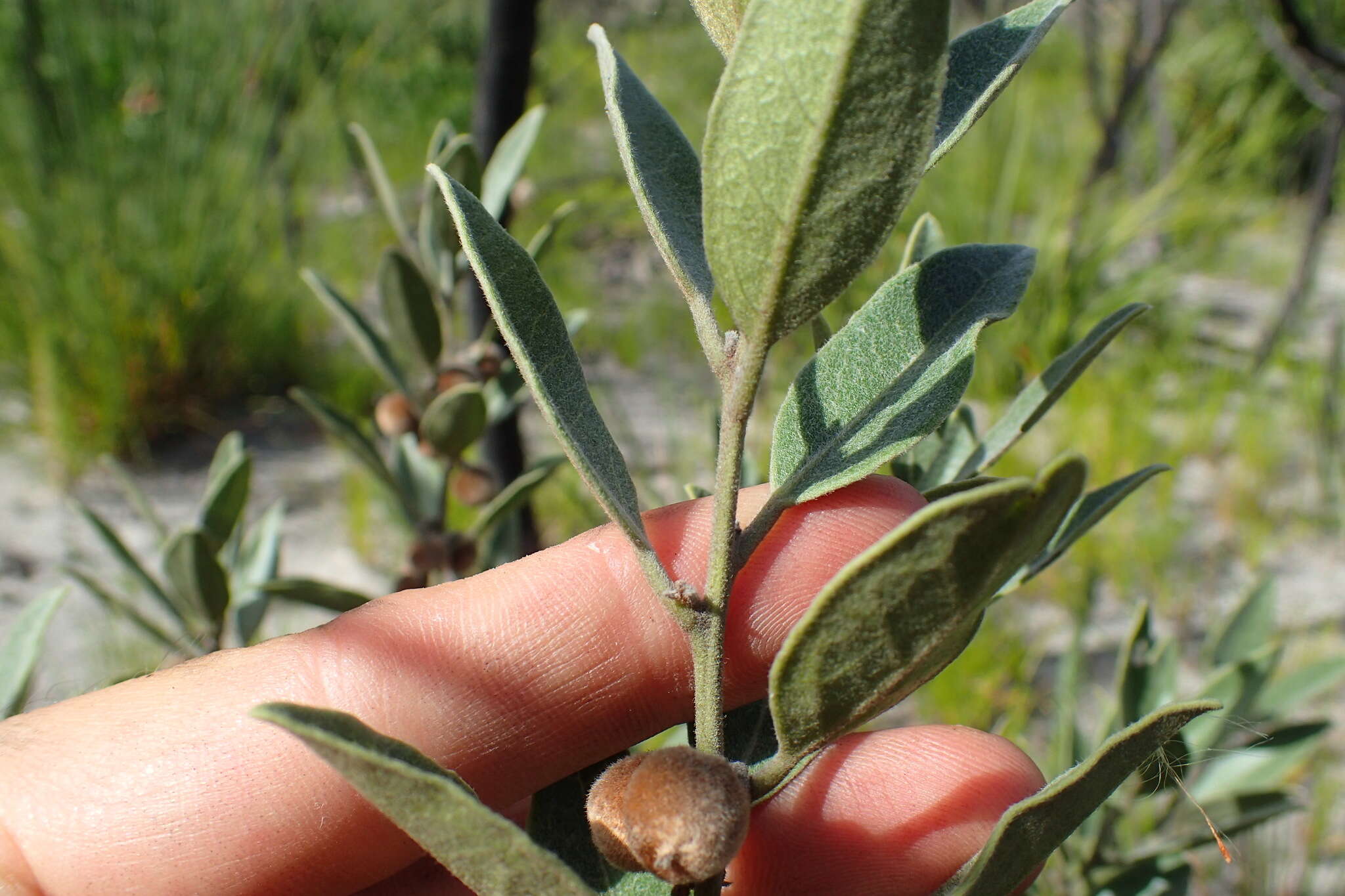 Image of Euclea polyandra (L. fil.) E. Mey. ex Hiern