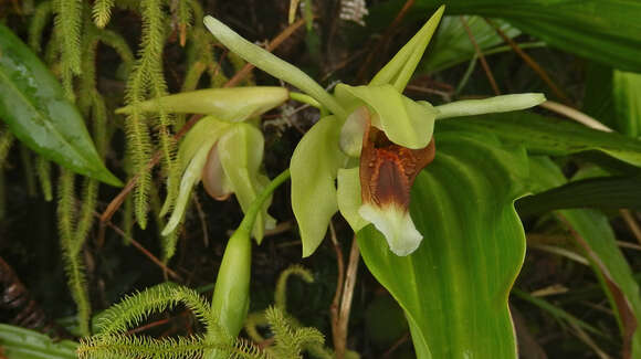 Imagem de Coelogyne lycastoides F. Muell. & Kraenzl.