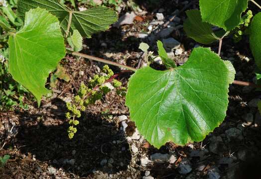 Image of autumn grape