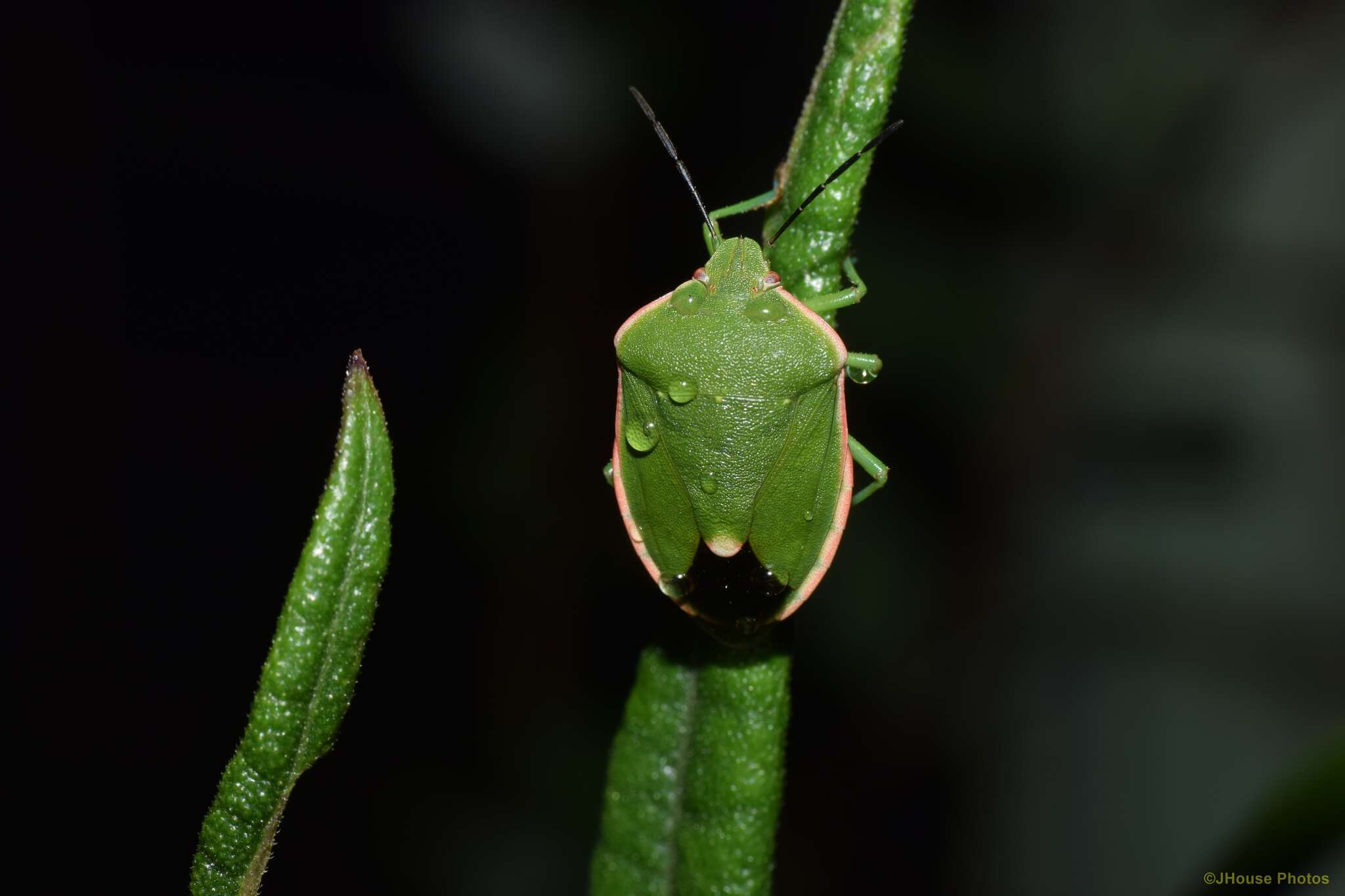 Image of Chlorochroa (Chlorochroa) persimilis Horvath 1908