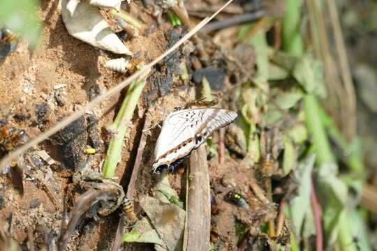 Imagem de Charaxes thysii Capronnier 1889