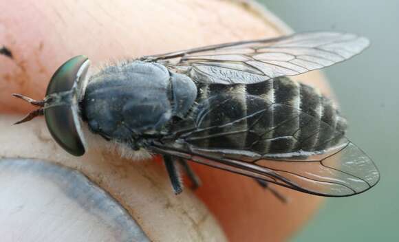 صورة Tabanus maculicornis Zetterstedt 1842