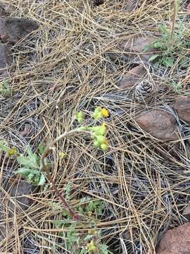 Image of Oak Creek ragwort