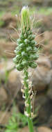 Image of Albuca virens (Lindl.) J. C. Manning & Goldblatt