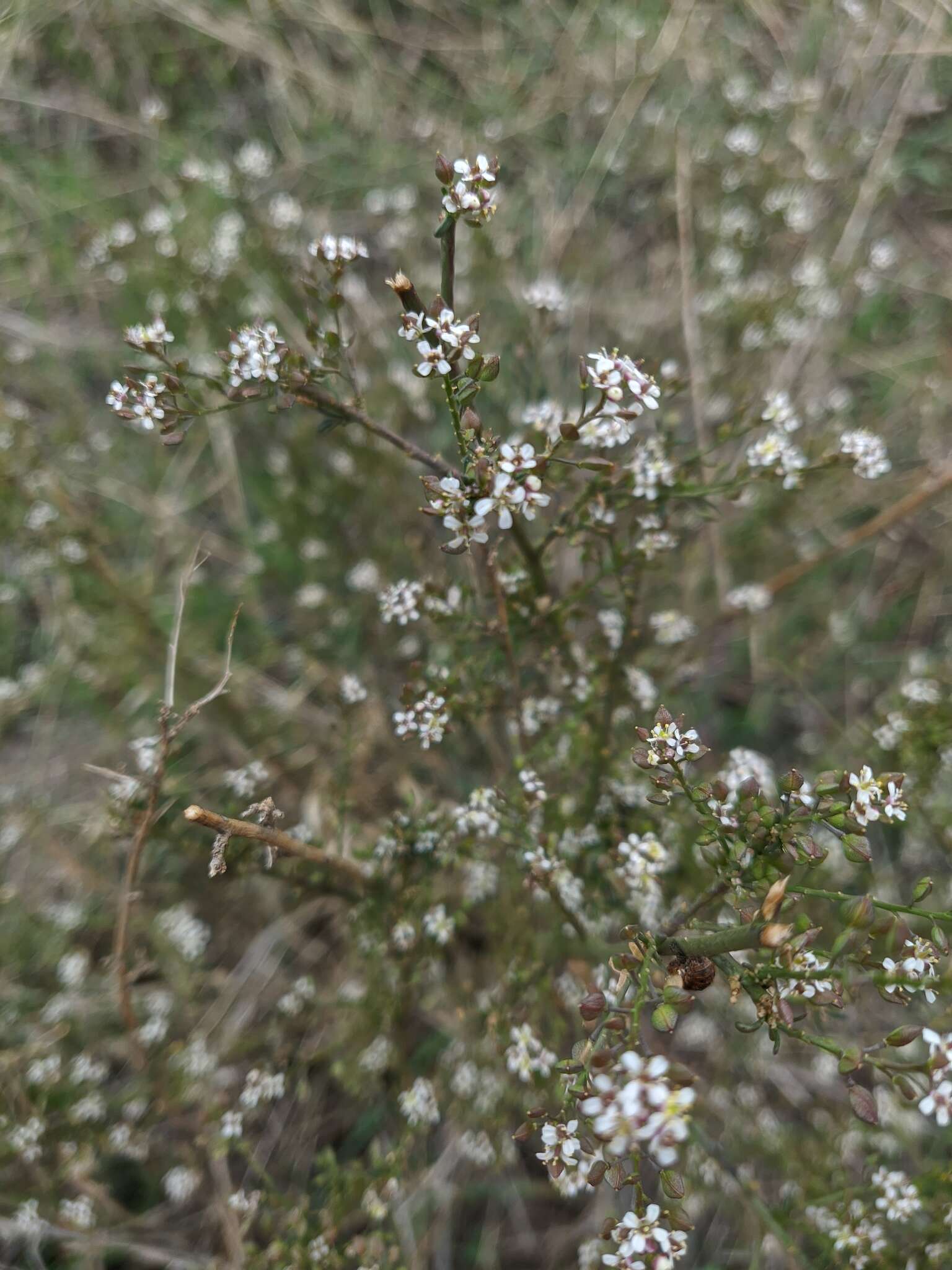 Image of grassleaf pepperweed