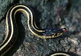 Image of Common Garter Snake