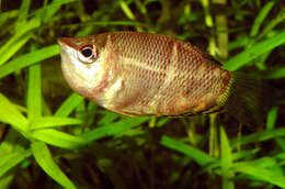 Image of Chocolate gourami