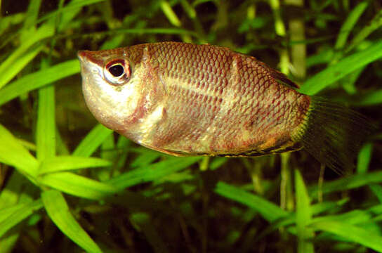 Image de Sphaerichthys osphromenoides Canestrini 1860