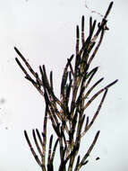 Image of Cladophora glomerata