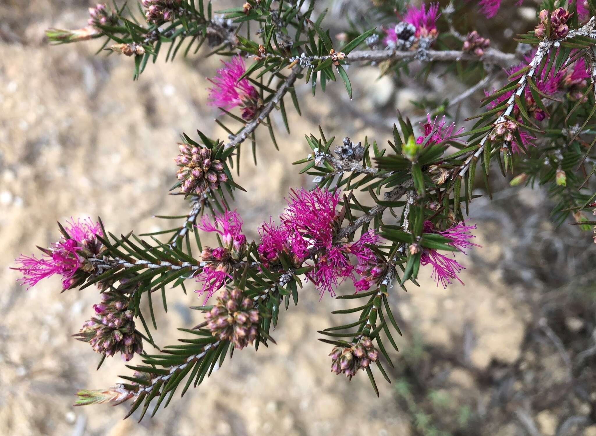 Image de Melaleuca wilsonii F. Müll.