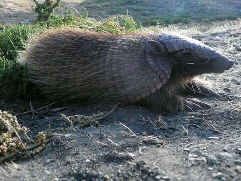 Image of Screaming Hairy Armadillo