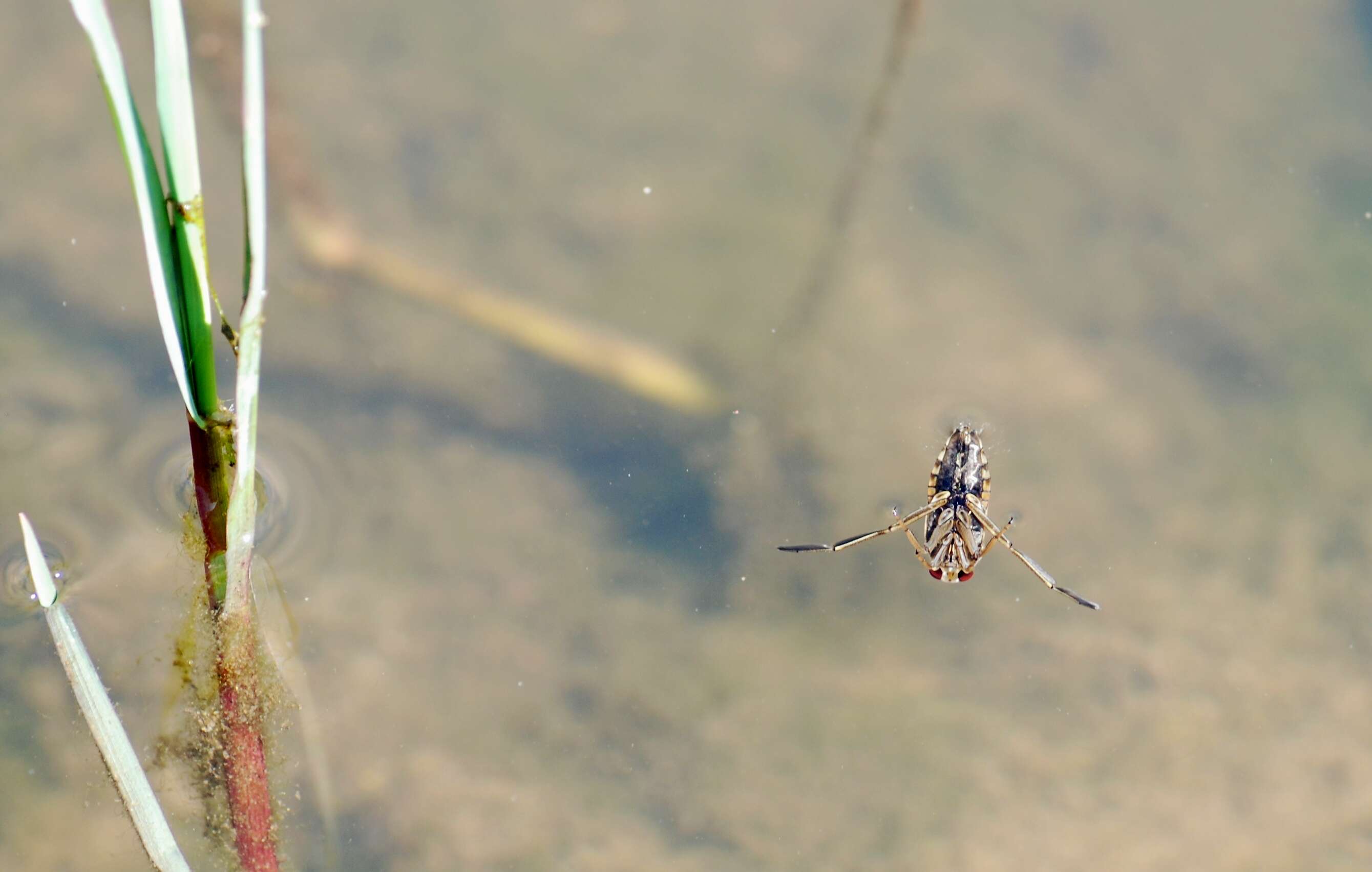 Image of Water boatman