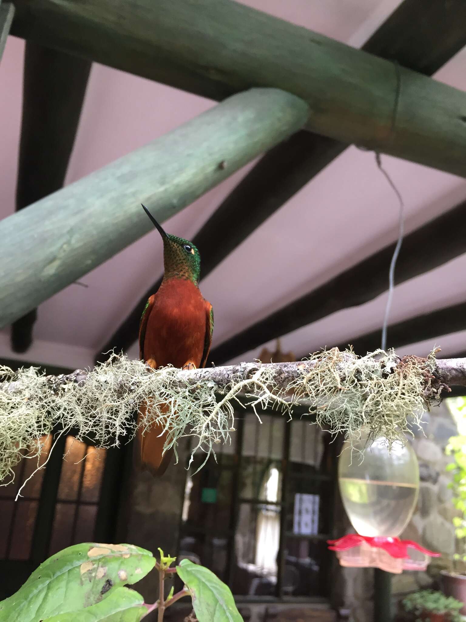 Image of Chestnut-breasted Coronet