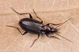 Image de Agonum (Agonum) gracilipes (Duftschmid 1812)