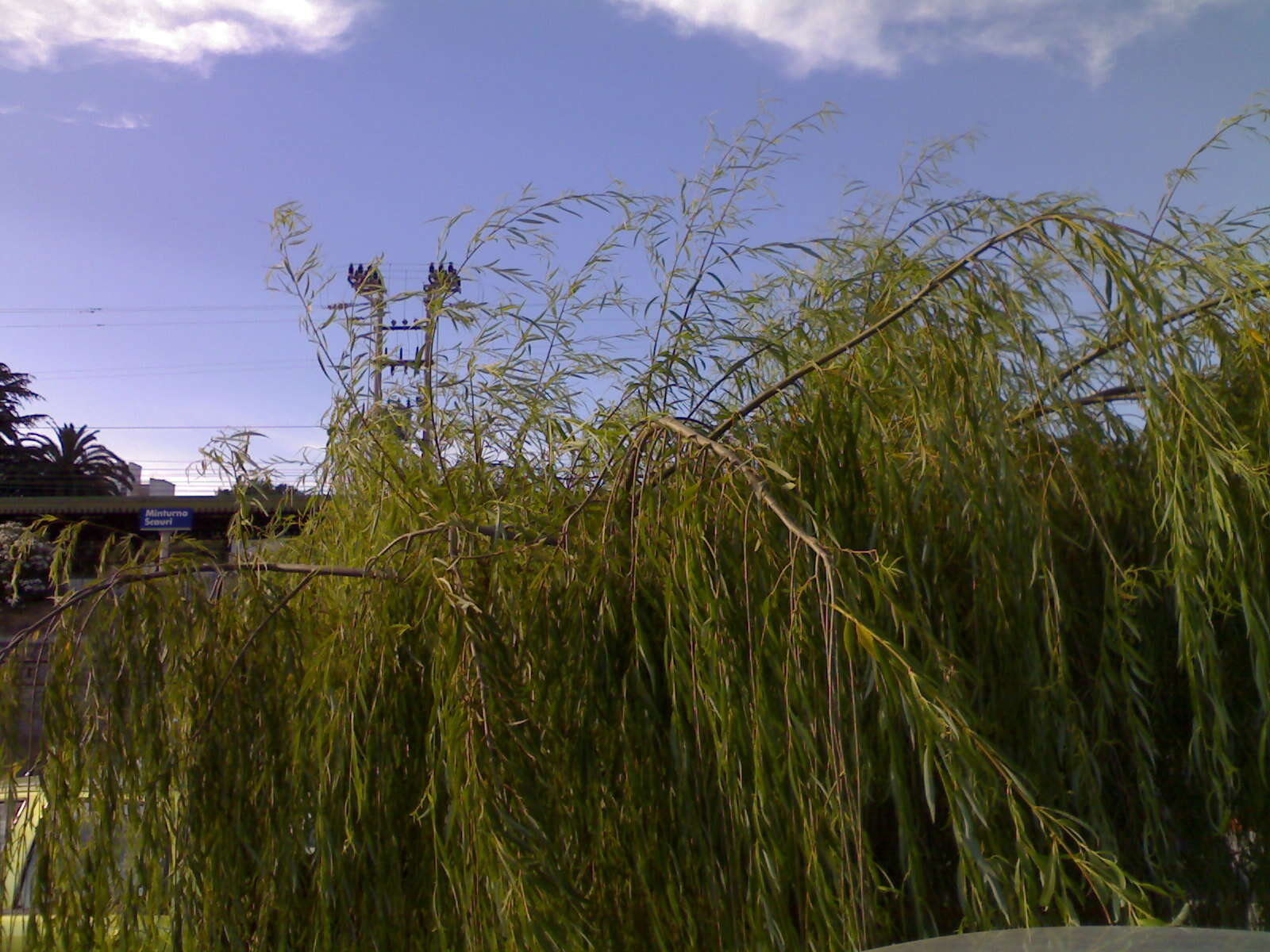 Image of Peking Willow