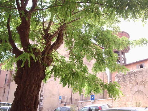 Image of black locust