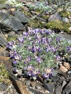 Image de Lupinus breweri var. bryoides C. P. Sm.