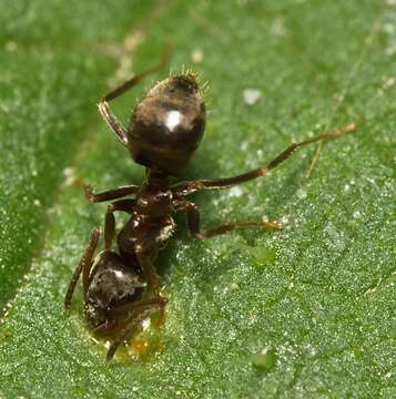 Image de Lasius