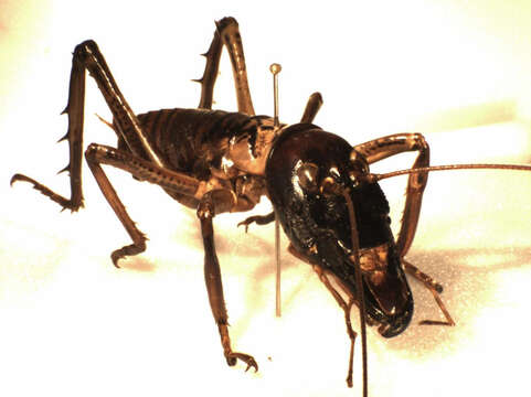 Image of Auckland tree weta