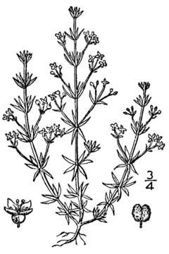 Image of wall bedstraw