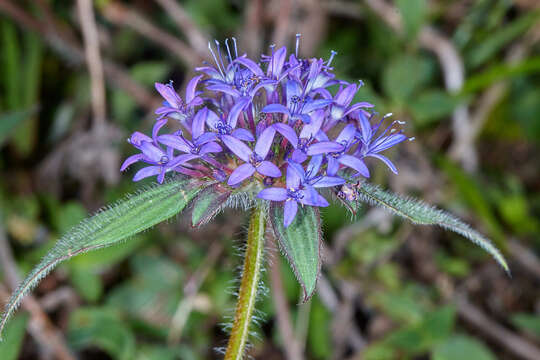 Image of Crusea calocephala DC.