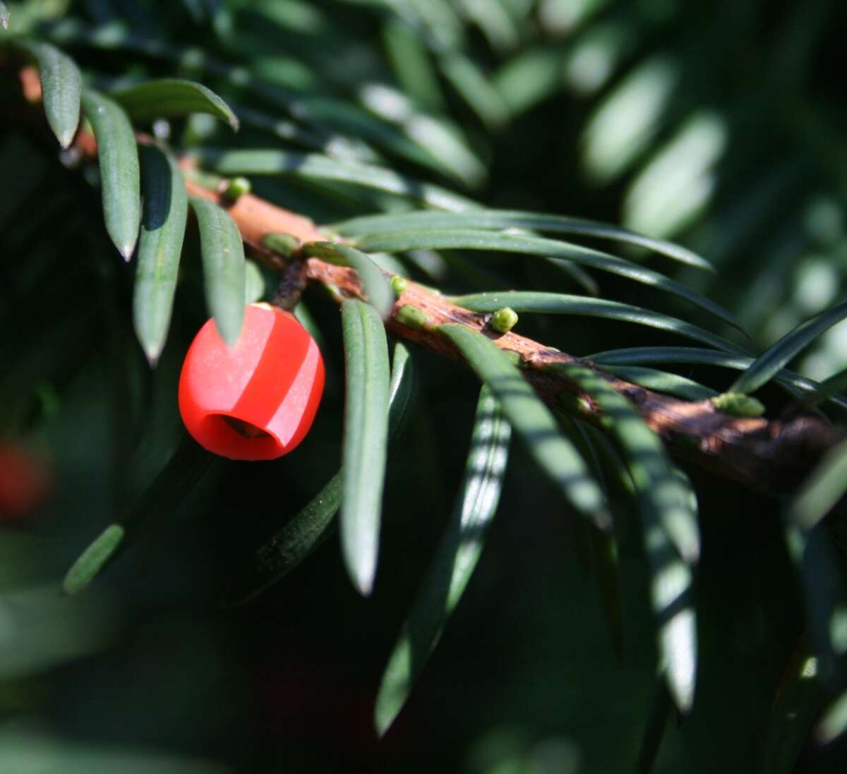 Image of English yew