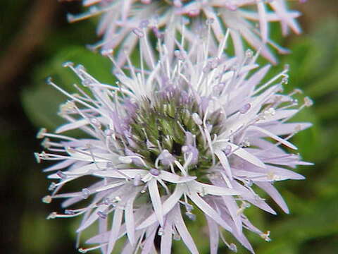 Image of Heart-leaf Globe Daisy