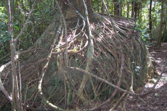 Image of Ficus obliqua G. Forster