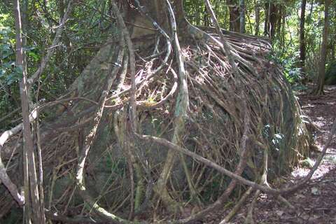 Ficus obliqua G. Forster的圖片