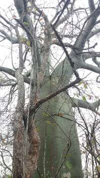 Image of Ceiba trischistandra (A. Gray) Bakhuisen