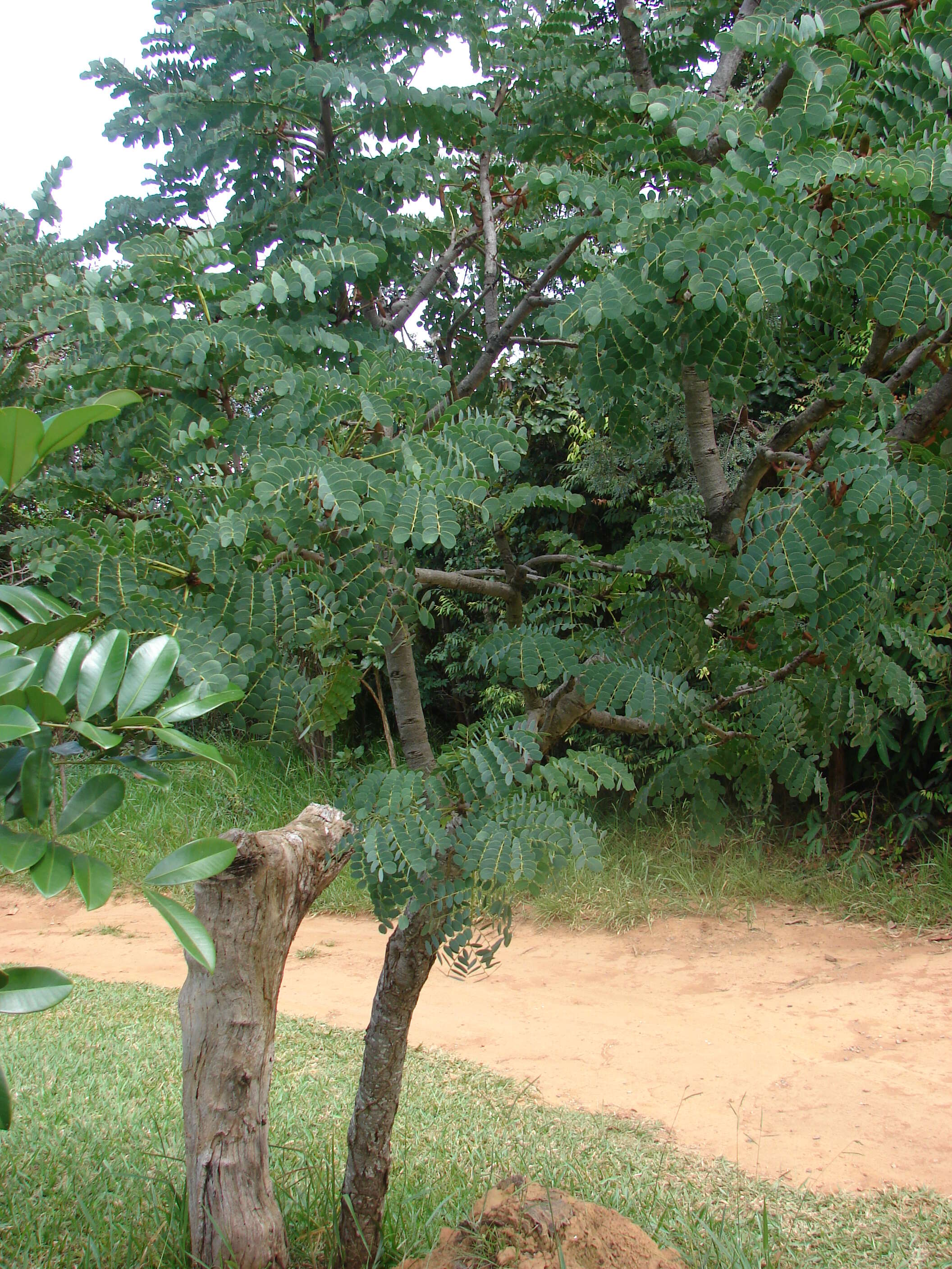 Plancia ëd Stryphnodendron adstringens (Mart.) Coville