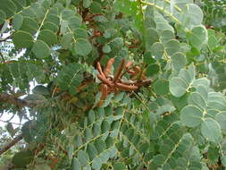 Plancia ëd Stryphnodendron adstringens (Mart.) Coville