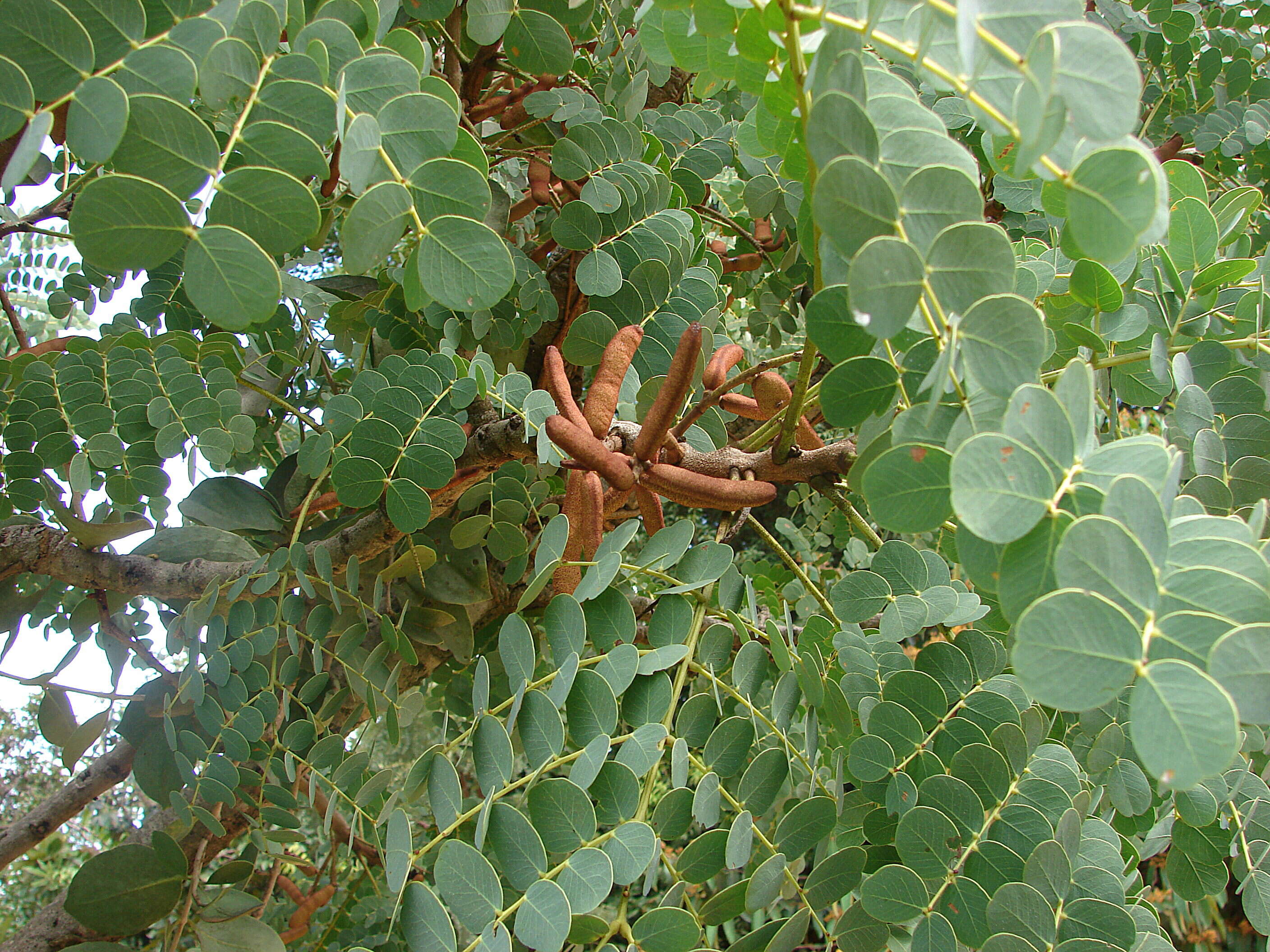 Plancia ëd Stryphnodendron adstringens (Mart.) Coville