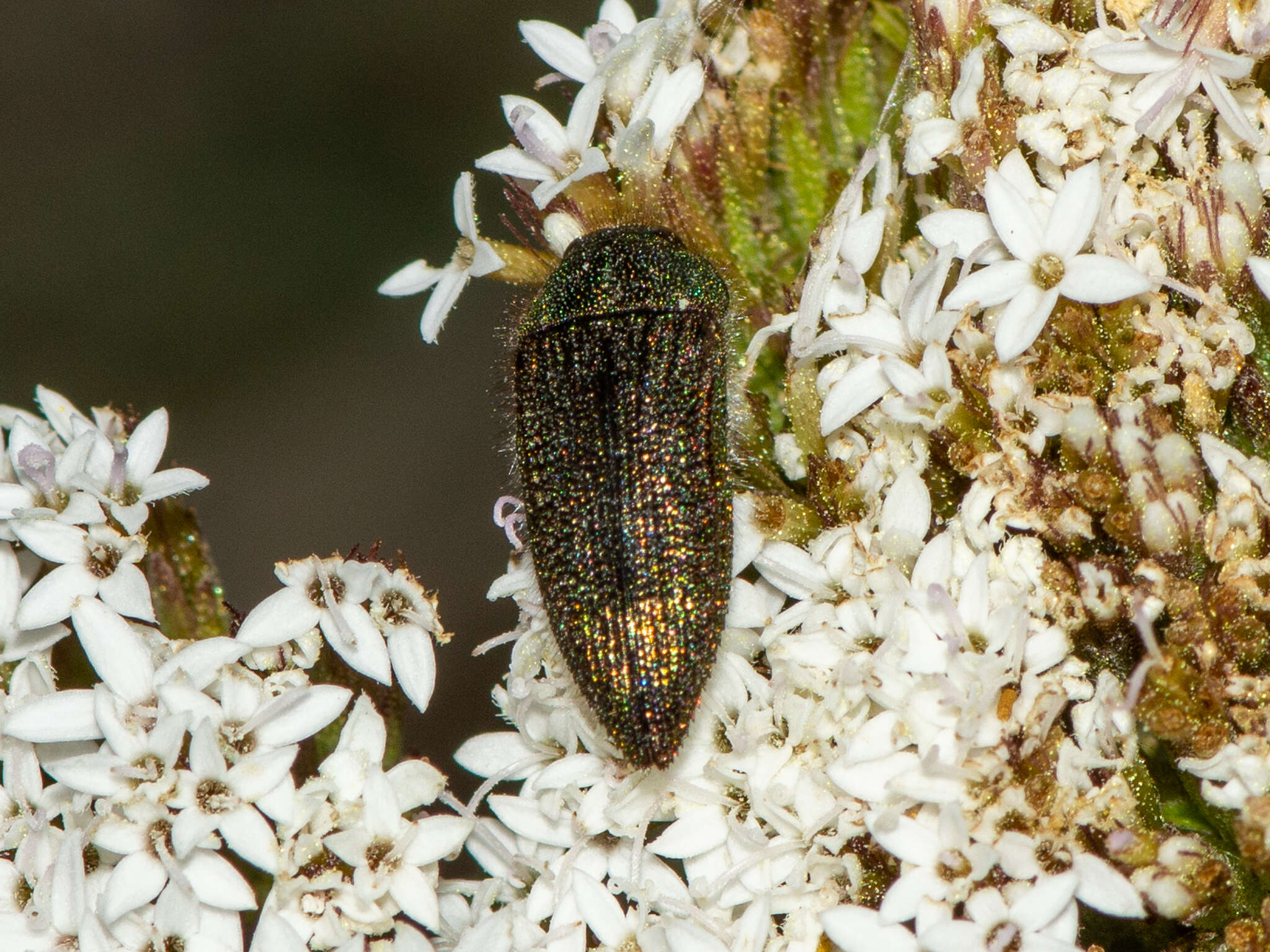 Слика од Acmaeodera cuprina Spinola 1838