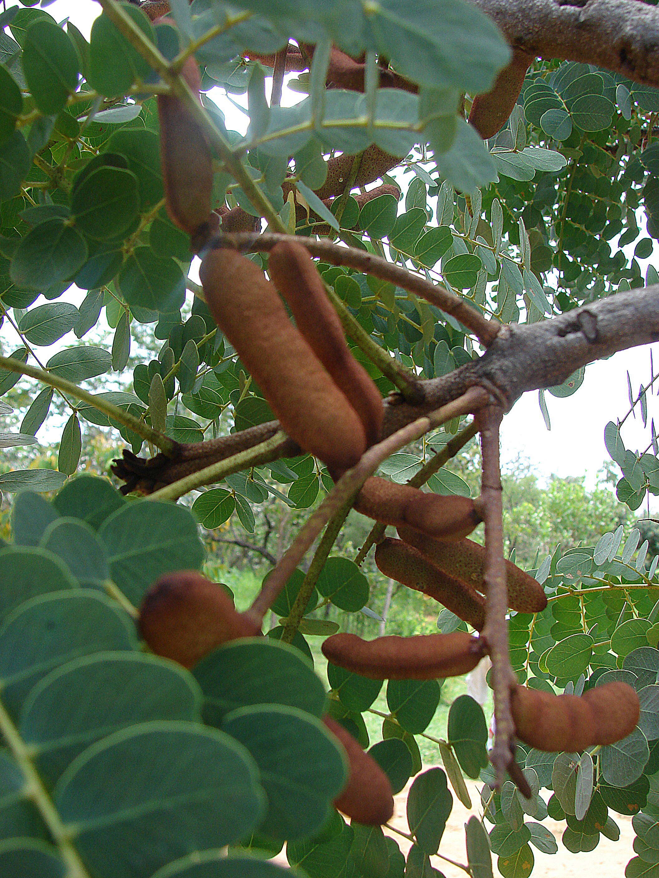 Plancia ëd Stryphnodendron adstringens (Mart.) Coville