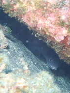 Image of Ash-colored conger eel