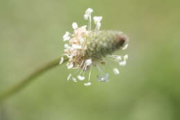 Image of Ribwort Plantain