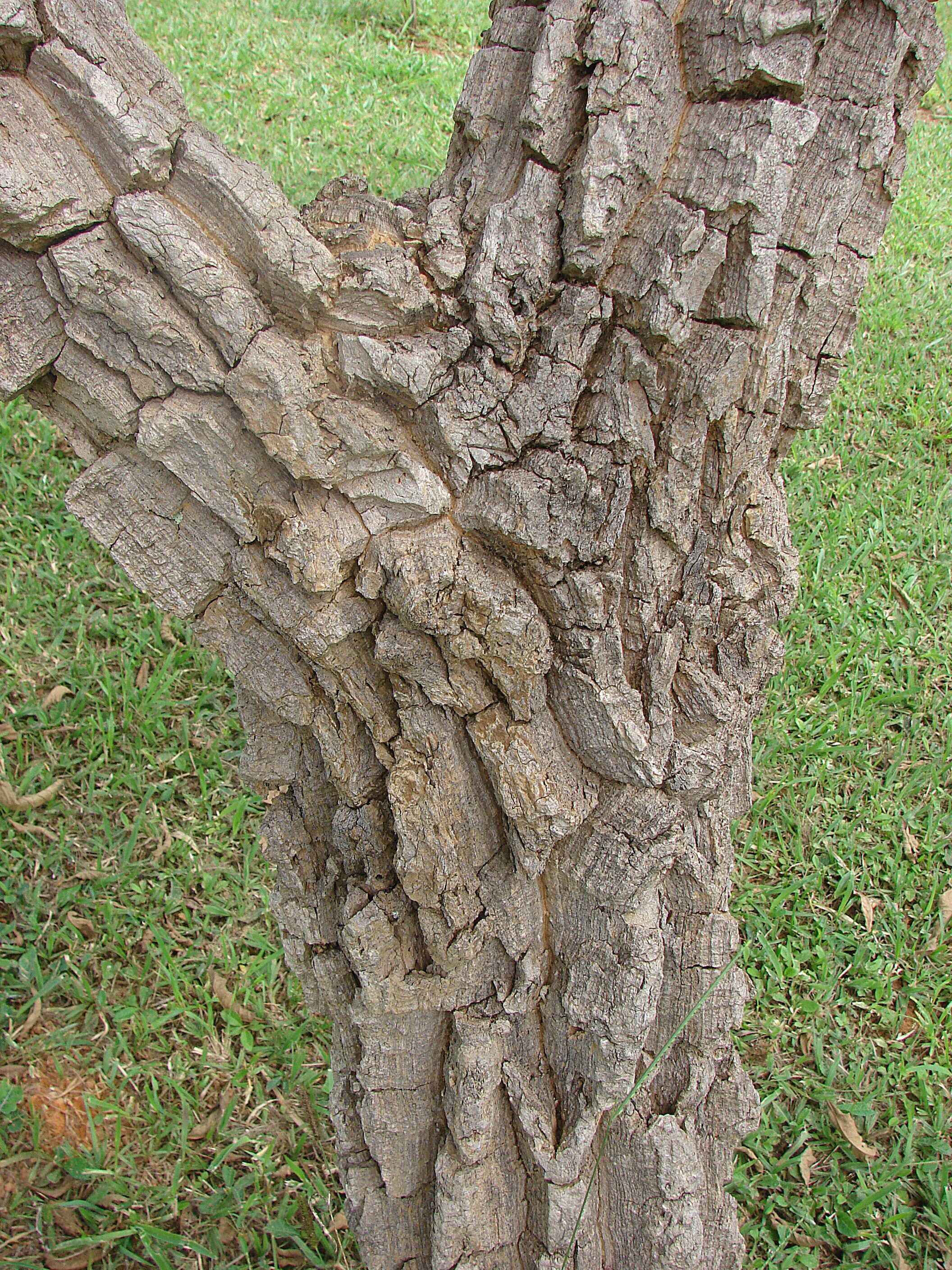 Plancia ëd Stryphnodendron adstringens (Mart.) Coville