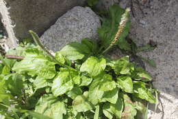 Image de Plantago asiatica L.