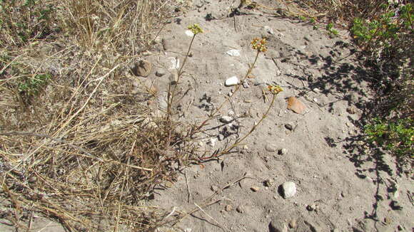 Image of Crassula cymosa Berg.