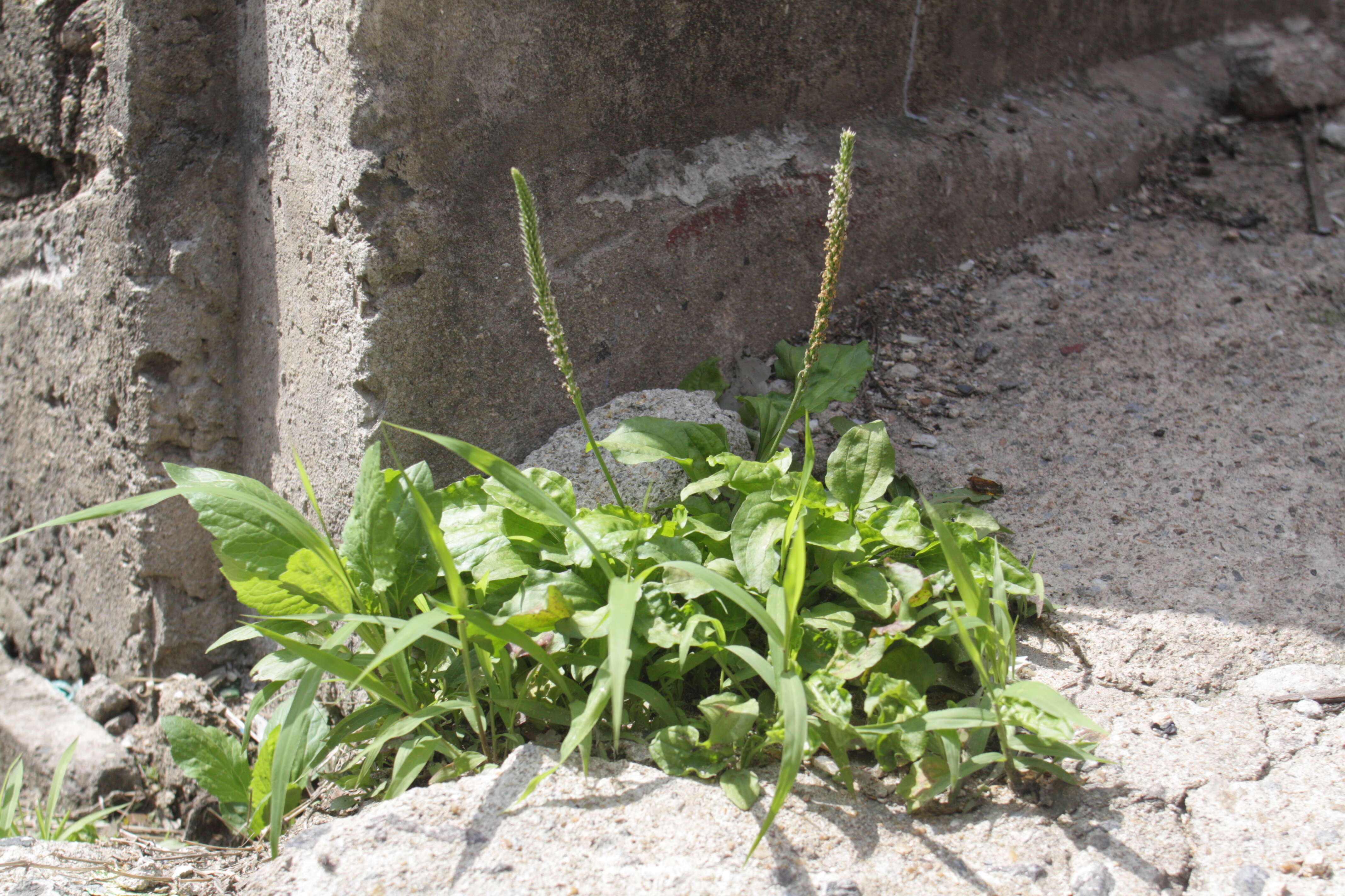 Image of Chinese Plantain