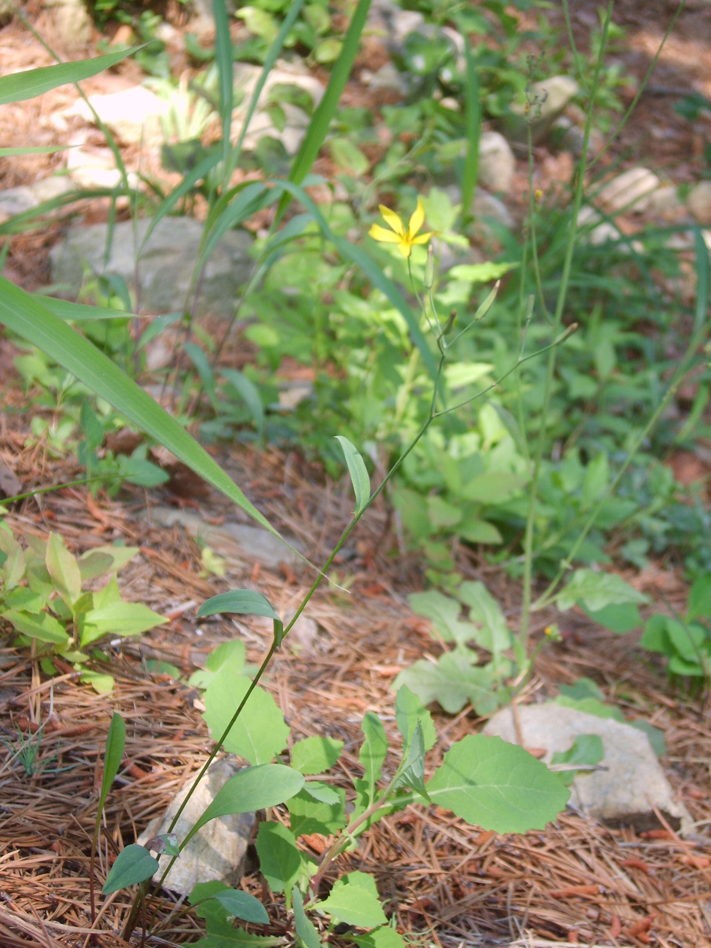 Image of Ixeridium dentatum subsp. dentatum