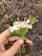 Image of Cantua quercifolia Juss.