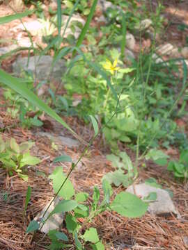 Image of Ixeridium dentatum subsp. dentatum