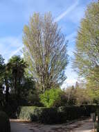 Image of Caucasian zelkova