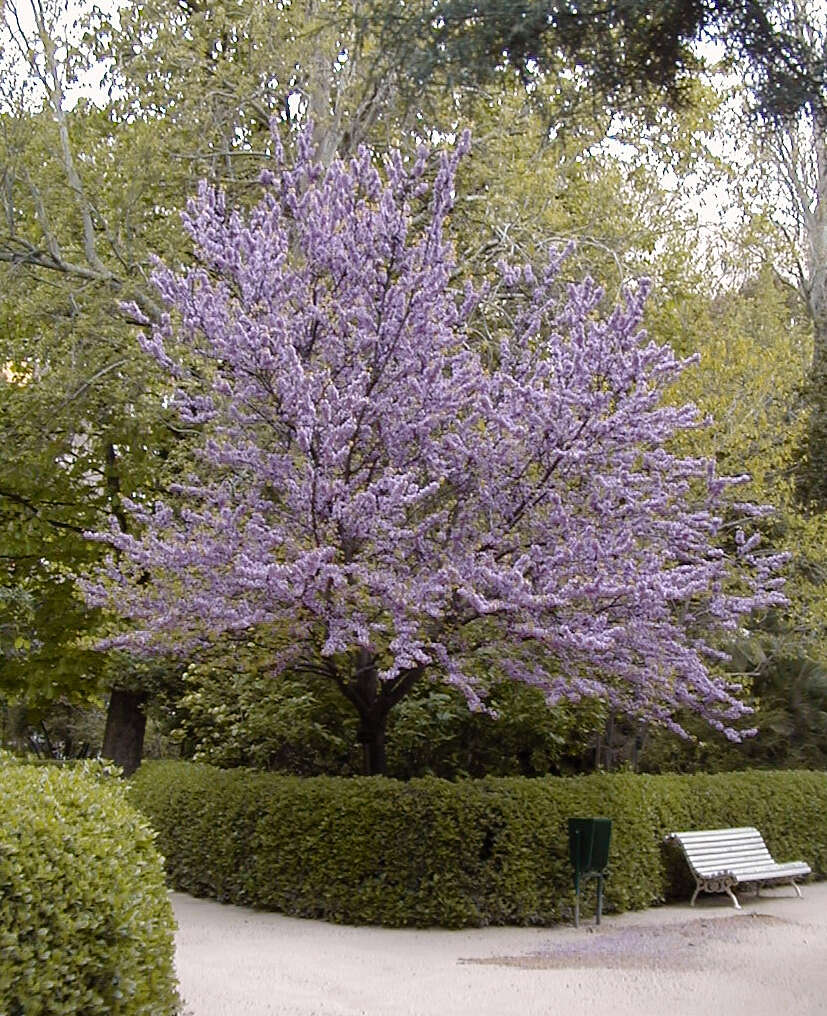 Imagem de Cercis chinensis Bunge